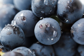 background blue grapes in water drops close-up