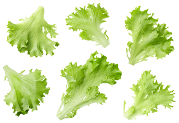 six leaves of endive lettuce (Frills) on isolated white background