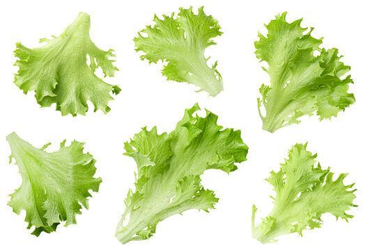 six leaves of endive lettuce (Frills) on isolated white background