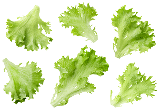 six leaves of endive lettuce (Frills) on isolated white background