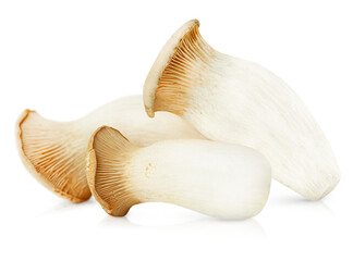 eryngii mushrooms (pleurotus eryngii) or Royal oyster mushroom on isolated white background