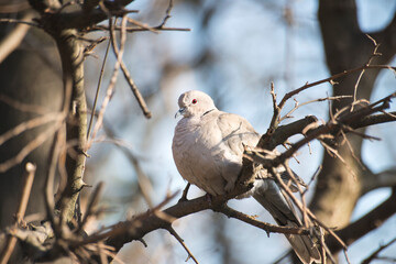 Turtle dove on the branch