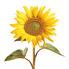 Sunflower, a flowering plant with green leaves, on a transparent background