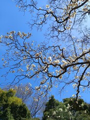 white magnolia blooming, branches reaching out to the blue sky