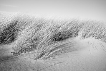 Dune in Leba, Poland. Sand and plants, graphic image. - obrazy, fototapety, plakaty