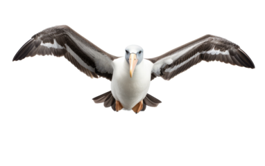 A seagull gracefully spreads its wings wide open in a display of freedom and strength