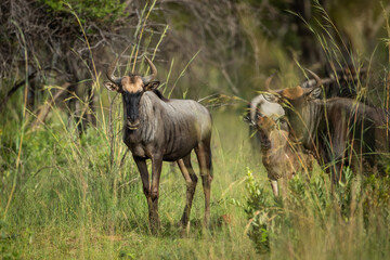 Wildebeest in the wild