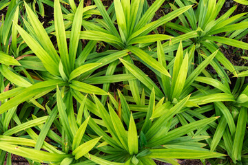 Fresh green pandan leaves. Frangrant pandanus leaves have medicinal properties and can treat diabetes.