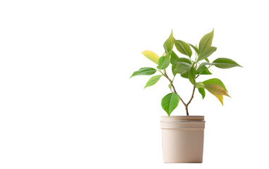 A vibrant potted plant with lush green leaves contrast beautifully against a clean white background
