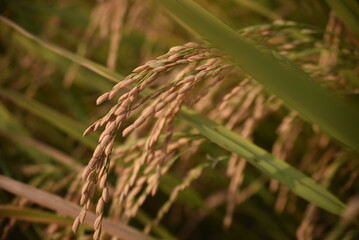 rice farm going to harvest in Nha Trang, Viet Nam.