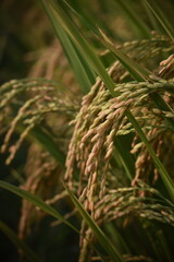 rice farm going to harvest in Nha Trang, Viet Nam.