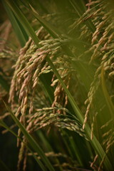 rice farm going to harvest in Nha Trang, Viet Nam.