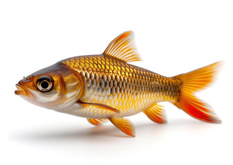 Fototapeta premium Gold fish isolated