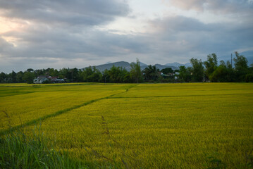 rice farm going to harvest in Nha Trang, Viet Nam.