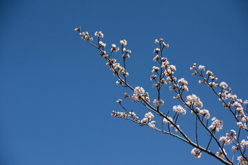 桜の枝