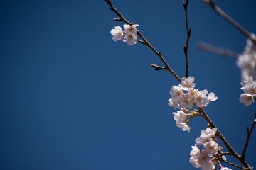 桜の枝