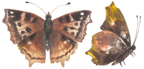 Compton Tortoiseshell Butterfly. Watercolor hand drawing painted illustration.