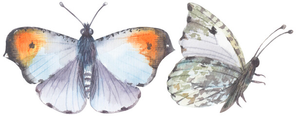 Falcate Orangetip Butterfly. Watercolor hand drawing painted illustration.