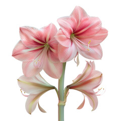 Two pink flowers on a green stem against a transparent background