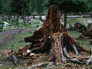 stump in the forest