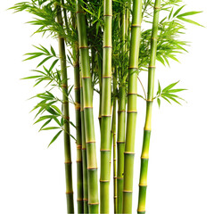 Fototapeta na wymiar bamboo tree on transparent background
