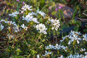 可愛く咲いたトキワマガリバナ