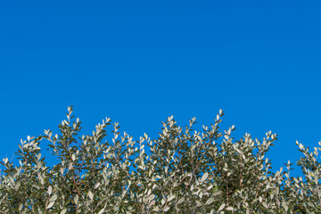 木と青空の美しい風景