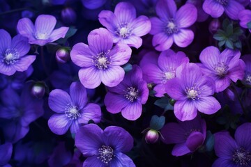 Velvety Purple flowers closeup. Blossom nature. Generate Ai
