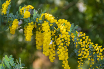美しいミモザの花が咲きました