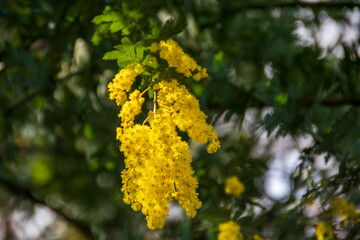 美しいミモザの花が咲きました
