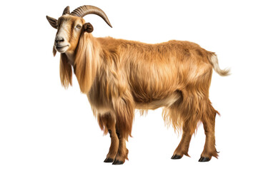 A majestic goat with long horns stands gracefully on a white background