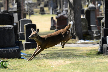  Alert urban Wildlife a photograph of a White-tailed Deer running in a cemetery 