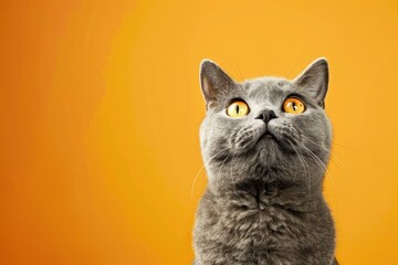 funny british shorthair cat portrait looking shocked or surprised on orange background with copy space - generative ai - obrazy, fototapety, plakaty
