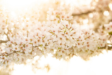 Miro Lange Art - Stock - Cherry Blossoms