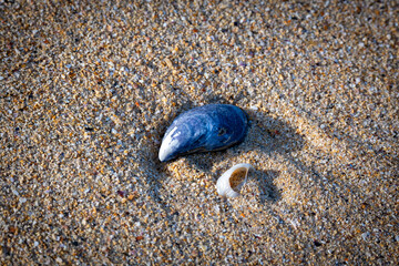 blue sea shell