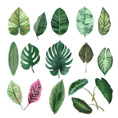 Tropical leaves create a striking pattern on a transparent background