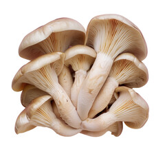 Stacked mushrooms on transparent background, showcasing natural material and fungal art