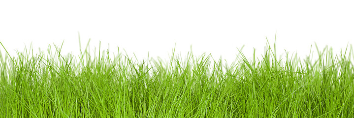 grass on white isolated background