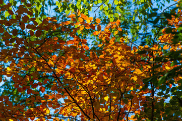 A stunning display of vibrant autumn foliage. A beautiful combination of red, orange and yellow leaves. Capturing the beauty of nature in the autumn season.