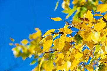 A stunning display of vibrant autumn hues. Backlit leaves create a warm and cozy atmosphere. A...