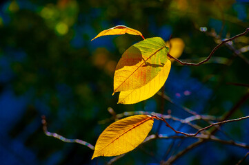 Enjoy the bright colors of autumn outdoors. Capture the beauty of autumn leaves on the trees....