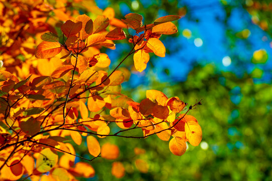 Gorgeous fall foliage in a variety of vibrant colors. The leaves illuminated by the sun create a stunning visual spectacle. Outdoor landscapes are ideal for creating beautiful fall photos.