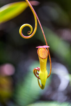 Nepenthes pervillei - carnivorous pitcher plant endemic to Seychelles found at the top of Mount Copolia on Mahe island in Seychelles