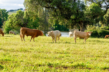 Encounter in the Meadow: Two Bulls Face to Face under the Gaze of the Female.