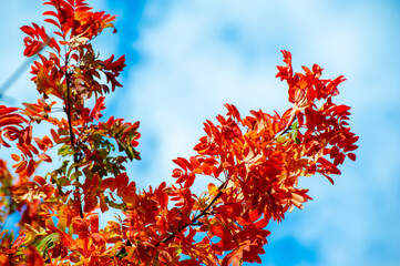 Vivid shades of red, orange and yellow leaves illuminated by the sun. Beautiful transformation of...
