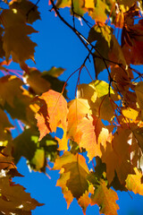 The vibrant fall colors make a stunning backdrop. The leaves, illuminated by the sun's rays, form a...