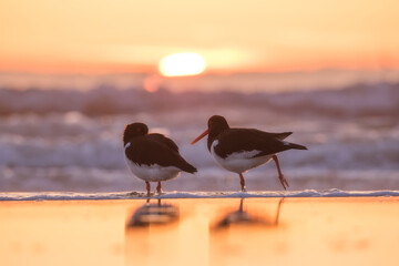 Birds in the wild. Birds on the beach during sunset. Reflections on the water. Flying and waterfowl species of birds. Photo for wallpaper or background.