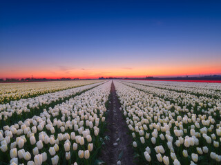 Netherlands. A field of tulips during sunset. Rows on the field. Agriculture in the Holland. Landscape with flowers during sunset. Photo for wallpaper and background.