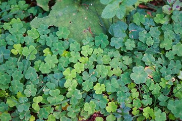 green leaves background