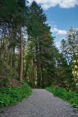 path in the forest